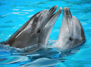 Дельфинарий для двоих в подарок