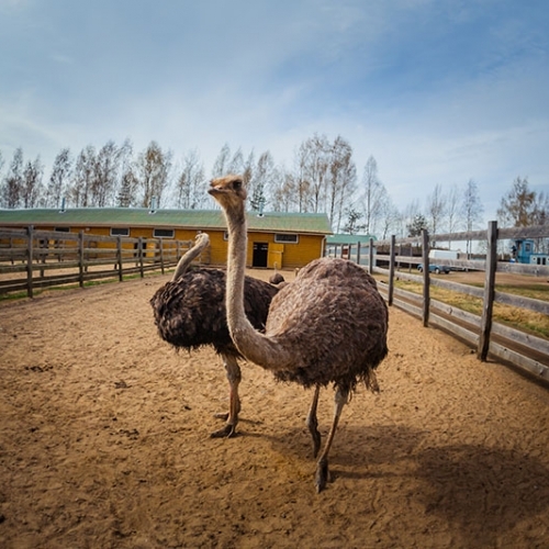 Экскурсия на страусиную ферму для двоих