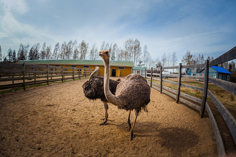 Экскурсия на страусиную ферму для двоих